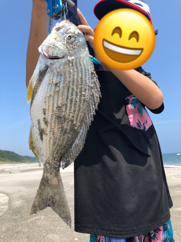 ヘダイの釣果