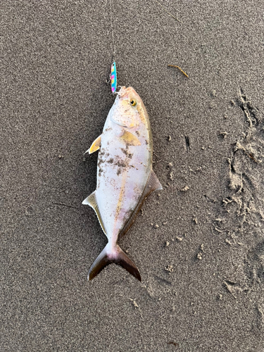 ショゴの釣果