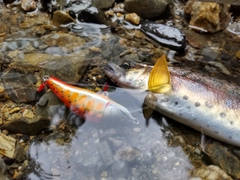 ヤマメの釣果