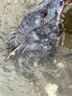 キビレの釣果