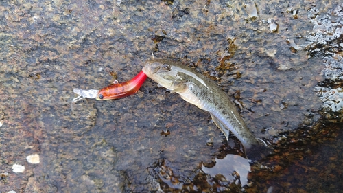 ハゼの釣果