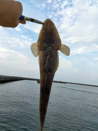 マゴチの釣果