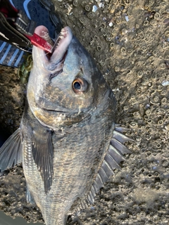 チヌの釣果