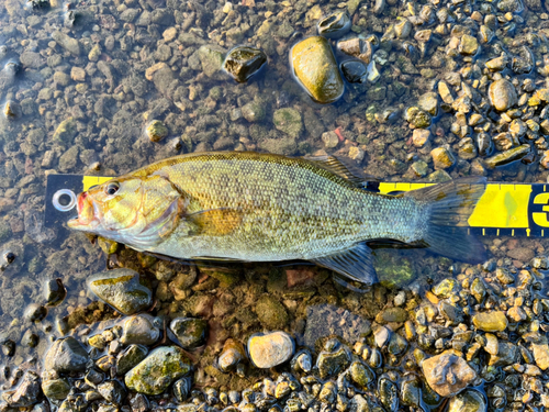 スモールマウスバスの釣果