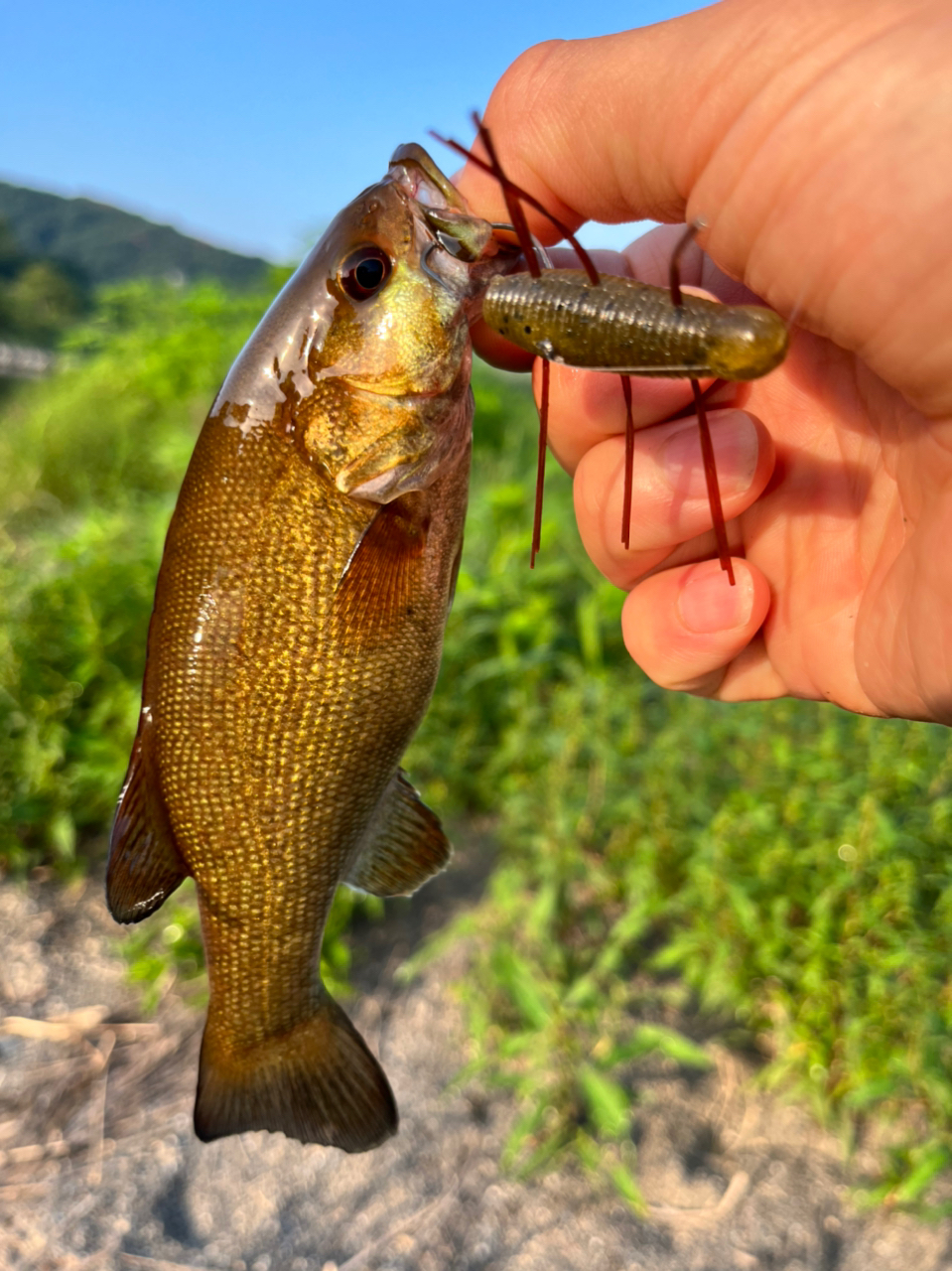 スモールマウスバス