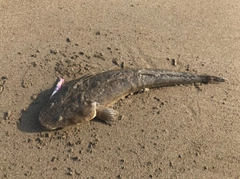 マゴチの釣果