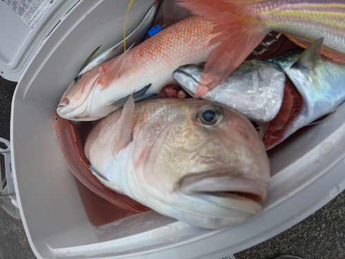 シロアマダイの釣果