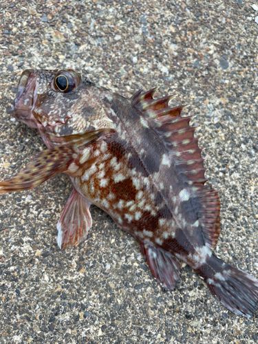 カサゴの釣果