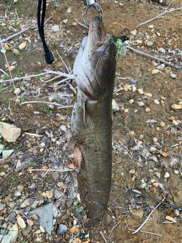 ナマズの釣果