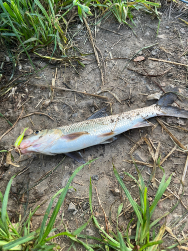 ニゴイの釣果