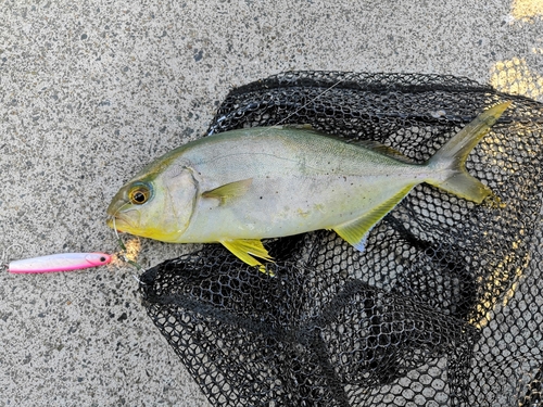 ショゴの釣果