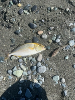 ショゴの釣果