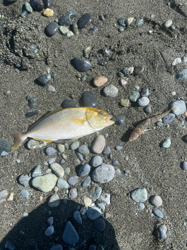 ショゴの釣果