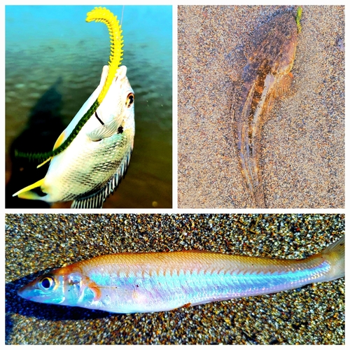 シロギスの釣果