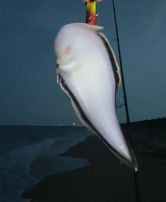 ウシノシタの釣果