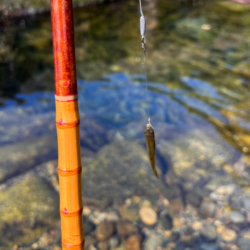 アブラハヤの釣果