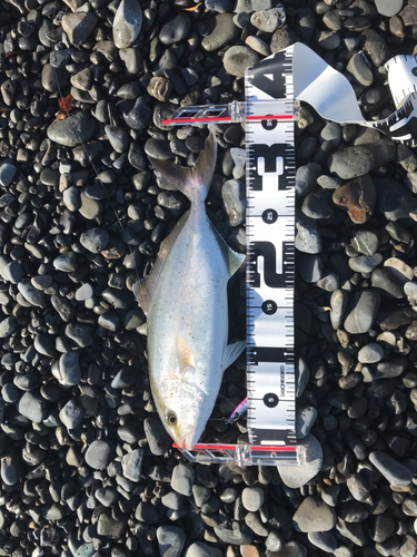 ショゴの釣果