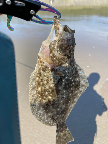 ヒラメの釣果