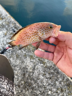 オオモンハタの釣果