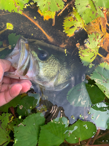 ブラックバスの釣果