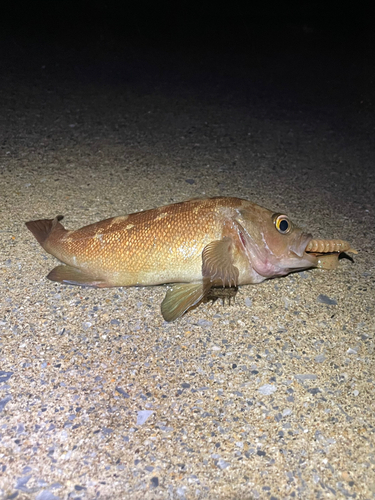 エゾメバルの釣果