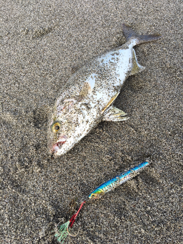 ショゴの釣果