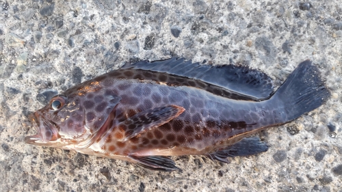 オオモンハタの釣果