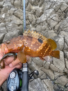 キジハタの釣果