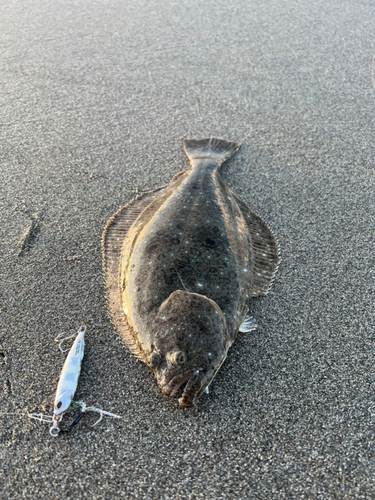 ソゲの釣果