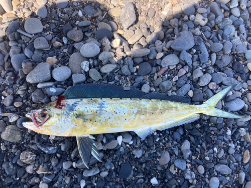 シイラの釣果