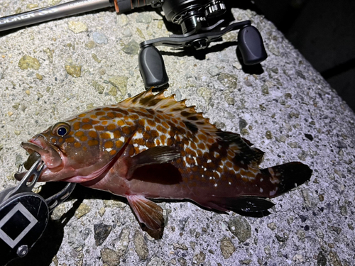 アコウの釣果