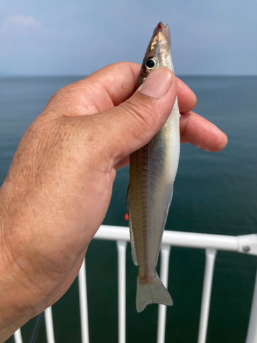 シロギスの釣果