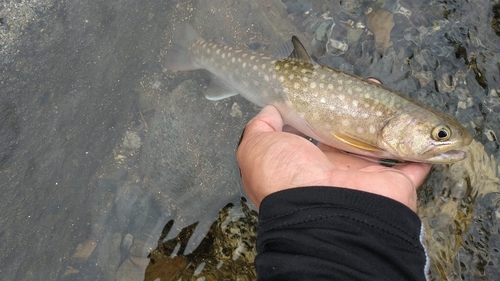 イワナの釣果