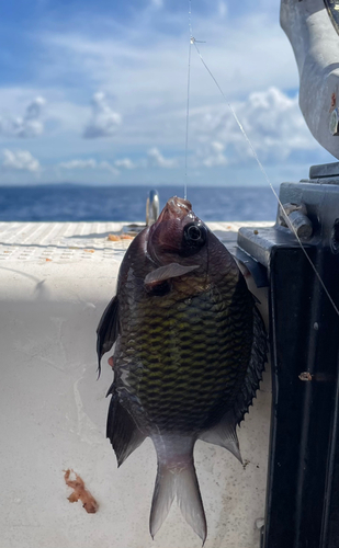 スズメダイの釣果