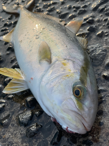 ネリゴの釣果