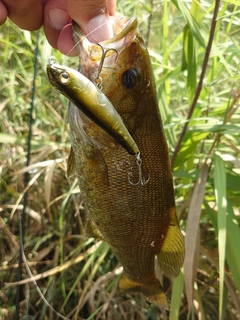 スモールマウスバスの釣果