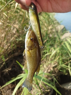 スモールマウスバスの釣果