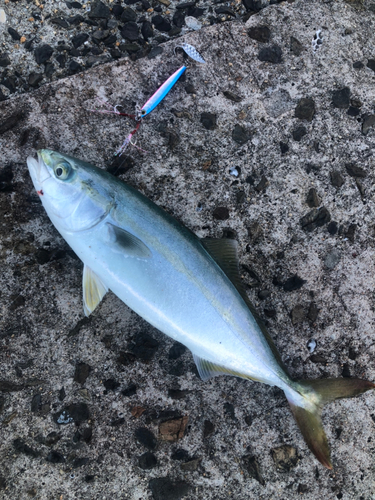 ツバスの釣果