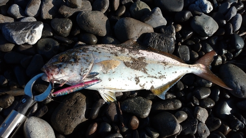 ショゴの釣果