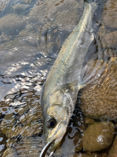 セイゴ（マルスズキ）の釣果