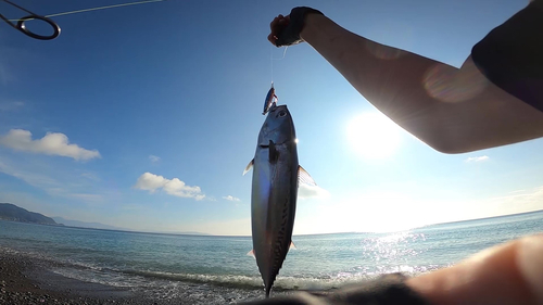 ソウダガツオの釣果