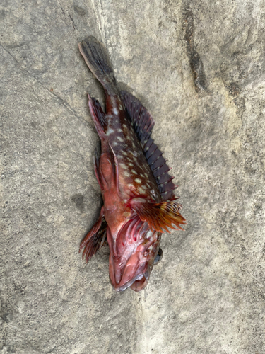 カサゴの釣果