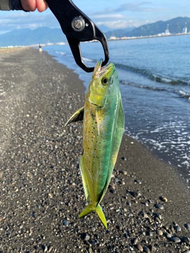 シイラの釣果