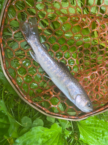 イワナの釣果