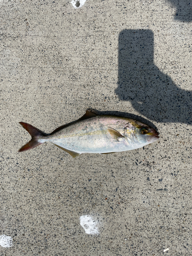 ショゴの釣果