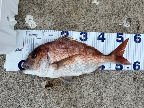 マダイの釣果