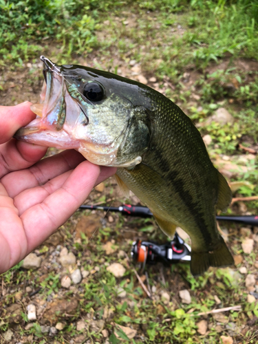 ラージマウスバスの釣果