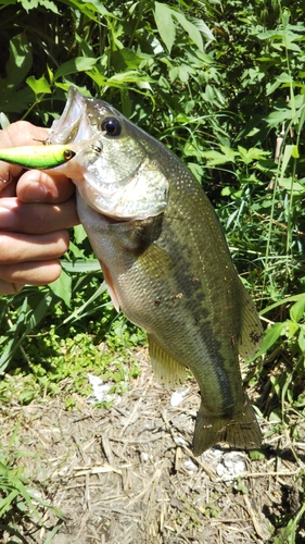 ラージマウスバスの釣果