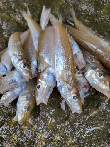 キスの釣果