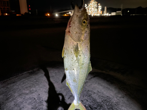 イナダの釣果